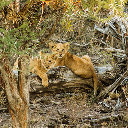 medium sized image of lion cubs lying on a dead tree